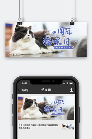 国际猫咪日可爱猫咪蓝色摄影风公众号首图