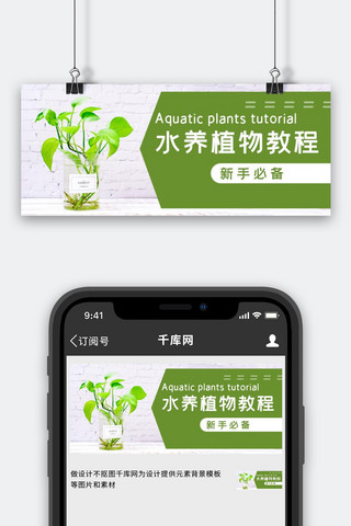 白色绿海报模板_水养植物教程绿植绿色简约公众号首图