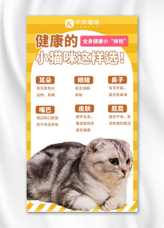 旋钮选择海报模板_宠物攻略健康猫咪选择黄色可爱手机海报