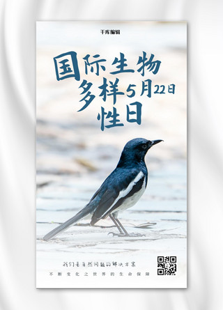 国际生物多样性日小鸟彩色摄影风手机海报