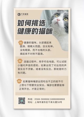 宠物攻略猫咪棕色简约 可爱海报