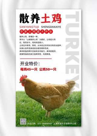 鸡草地海报模板_散养土鸡开业促销宣传摄影图海报