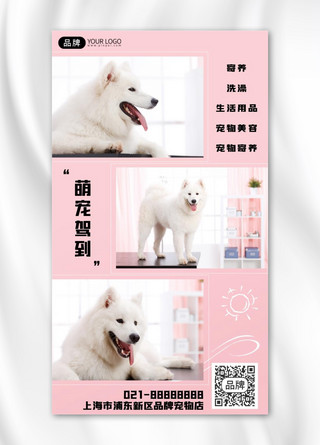 宠物护理服务摄影图海报