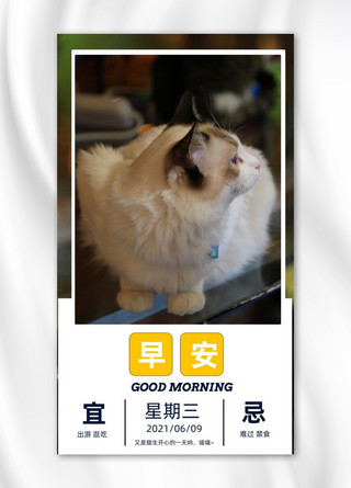 早安小猫图案每日一签摄影图海报