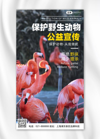 保护鸟类海报模板_保护野生动物公益摄影图海报