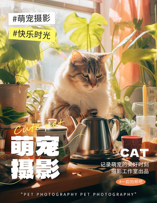 宠物猫咪i海报模板_宠物摄影PLOG模板猫咪浅绿色简约小红书配图