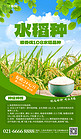 农业种业促销水稻种子绿色创意海报