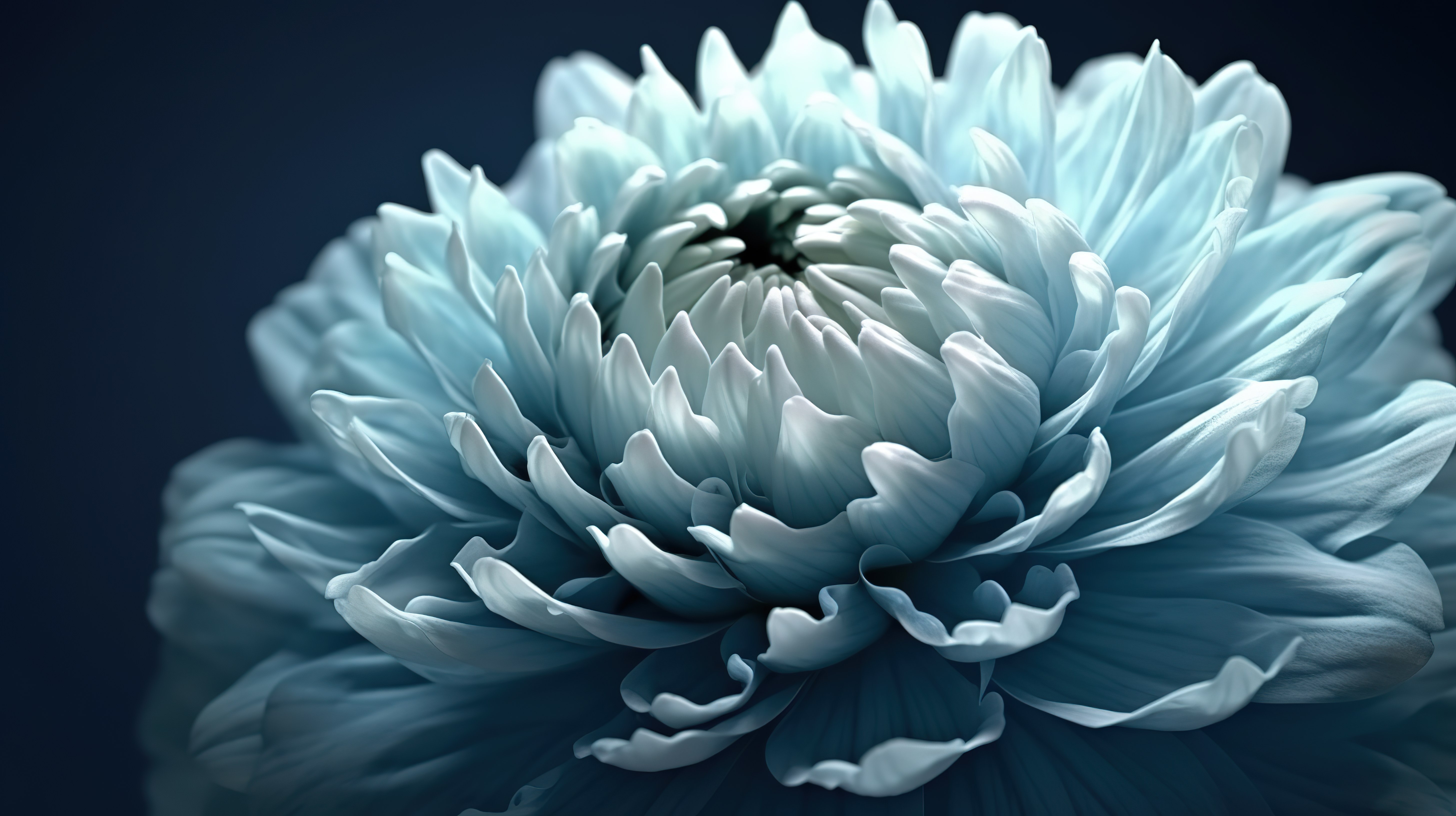精致盛开的蓝色牡丹或菊花的特写 3D 渲染图片