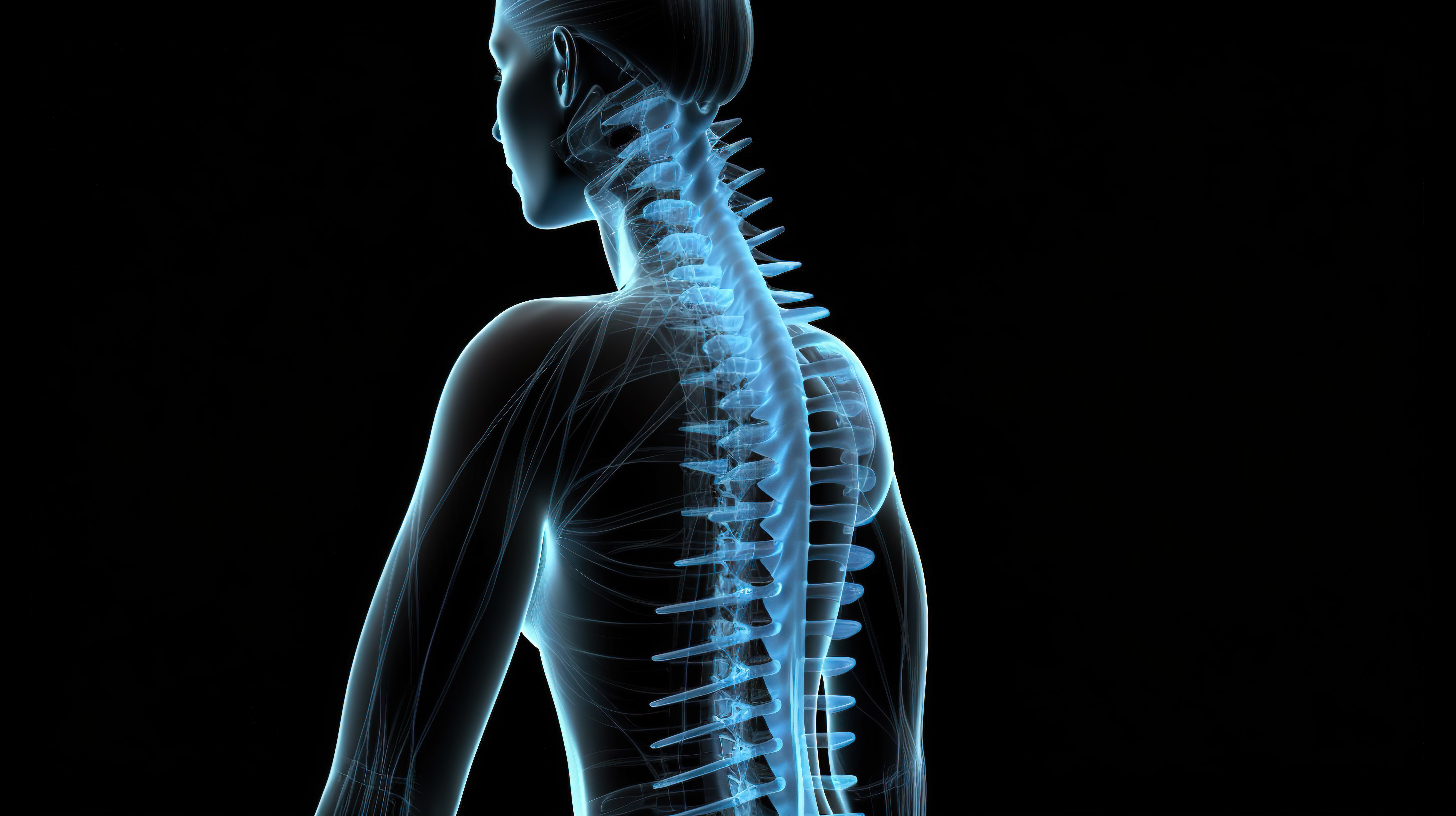 女性医学解剖学突出显示脊柱 3d图片