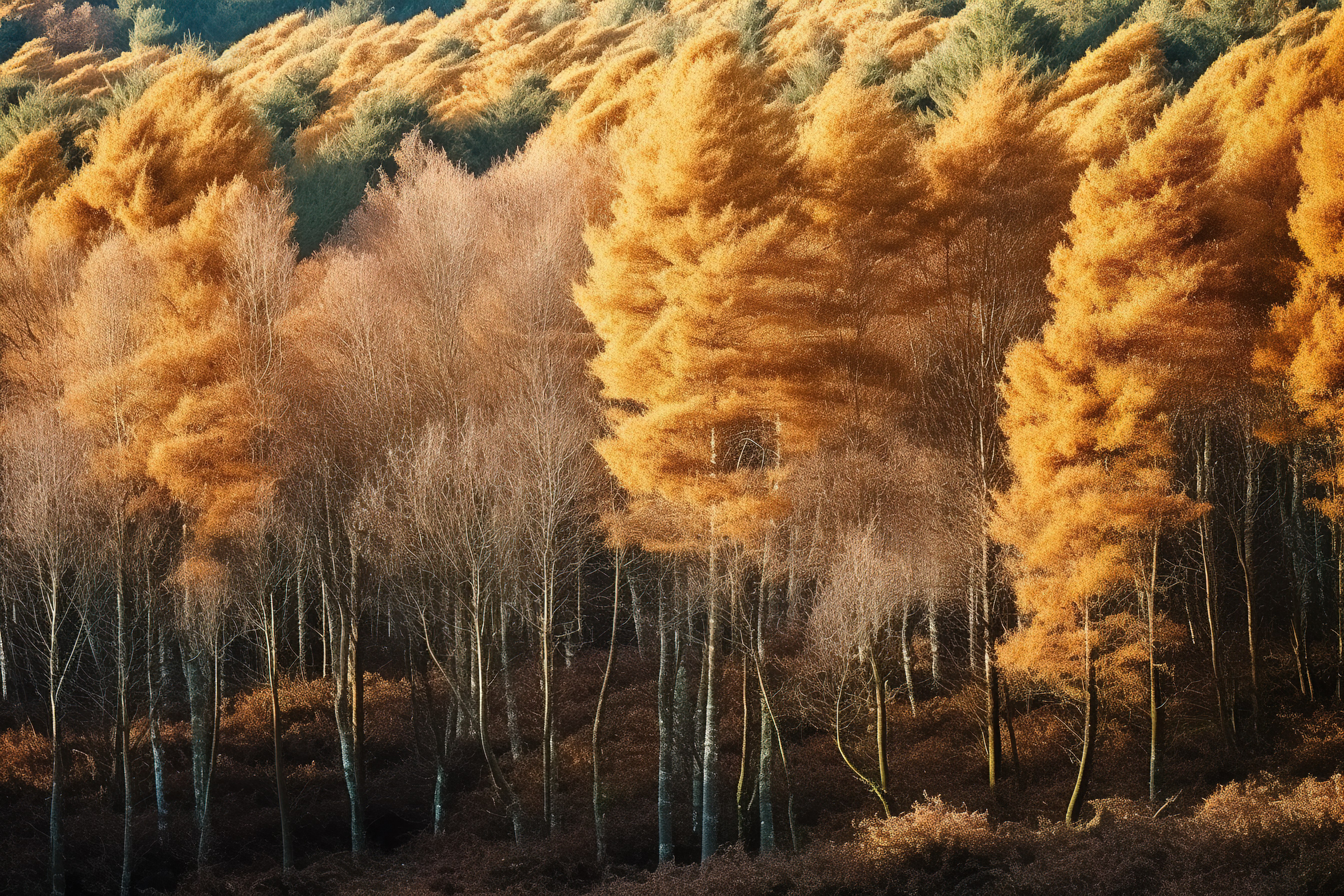 这些树在苏格兰的戴尔森林里图片