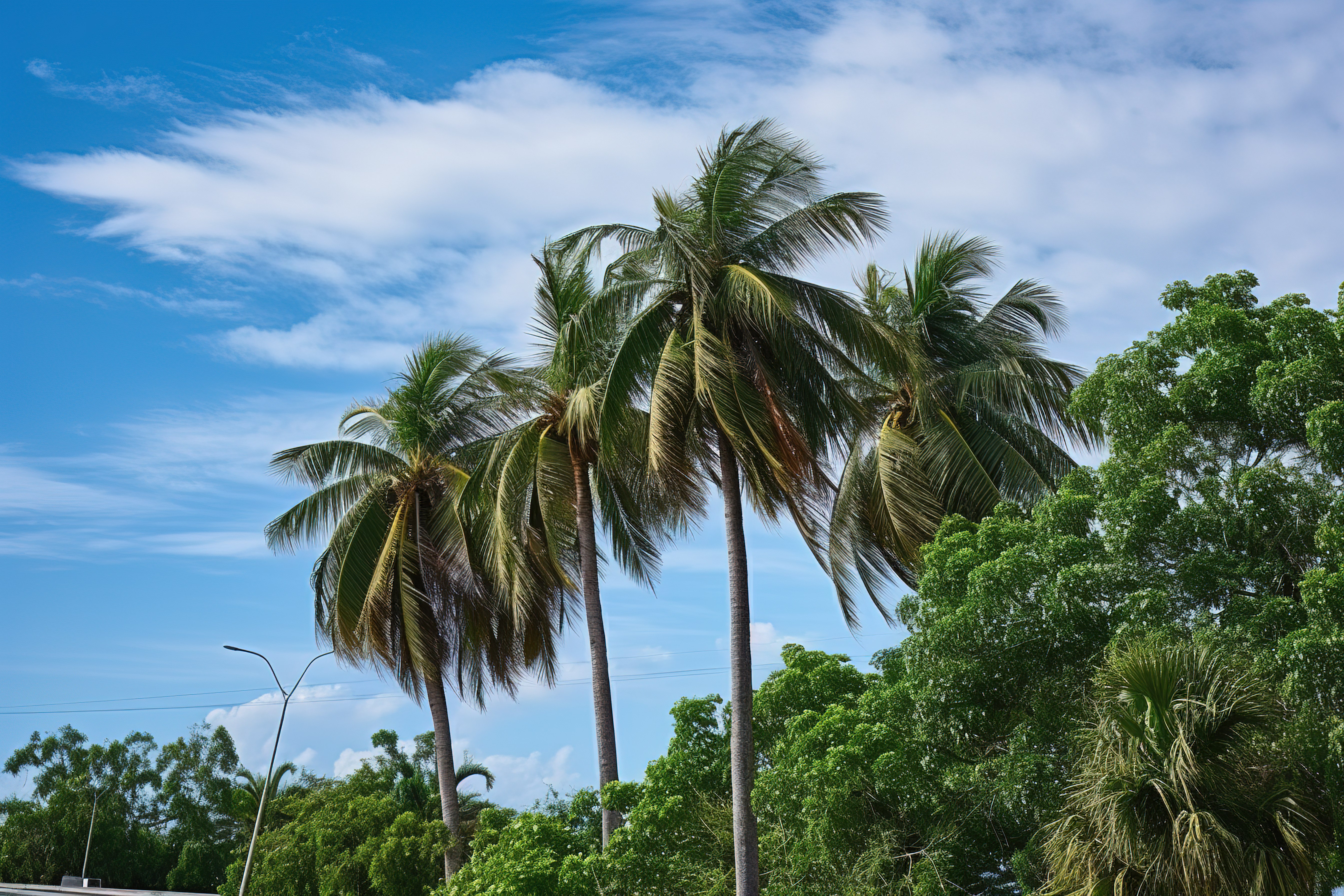高速公路旁的一棵棕榈树，周围树木环绕图片