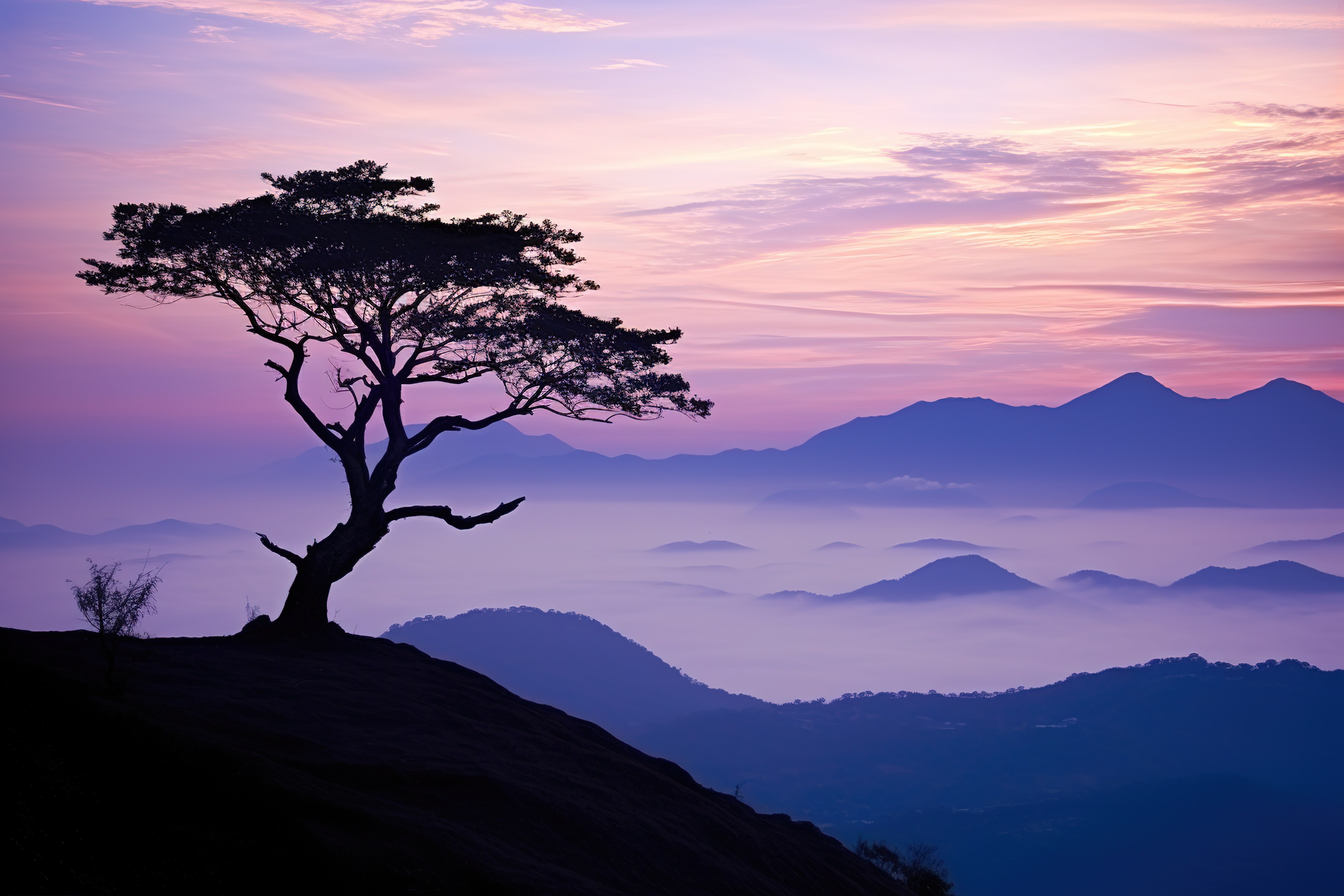 山顶上一棵孤独的树，在剪影中俯瞰着大海图片
