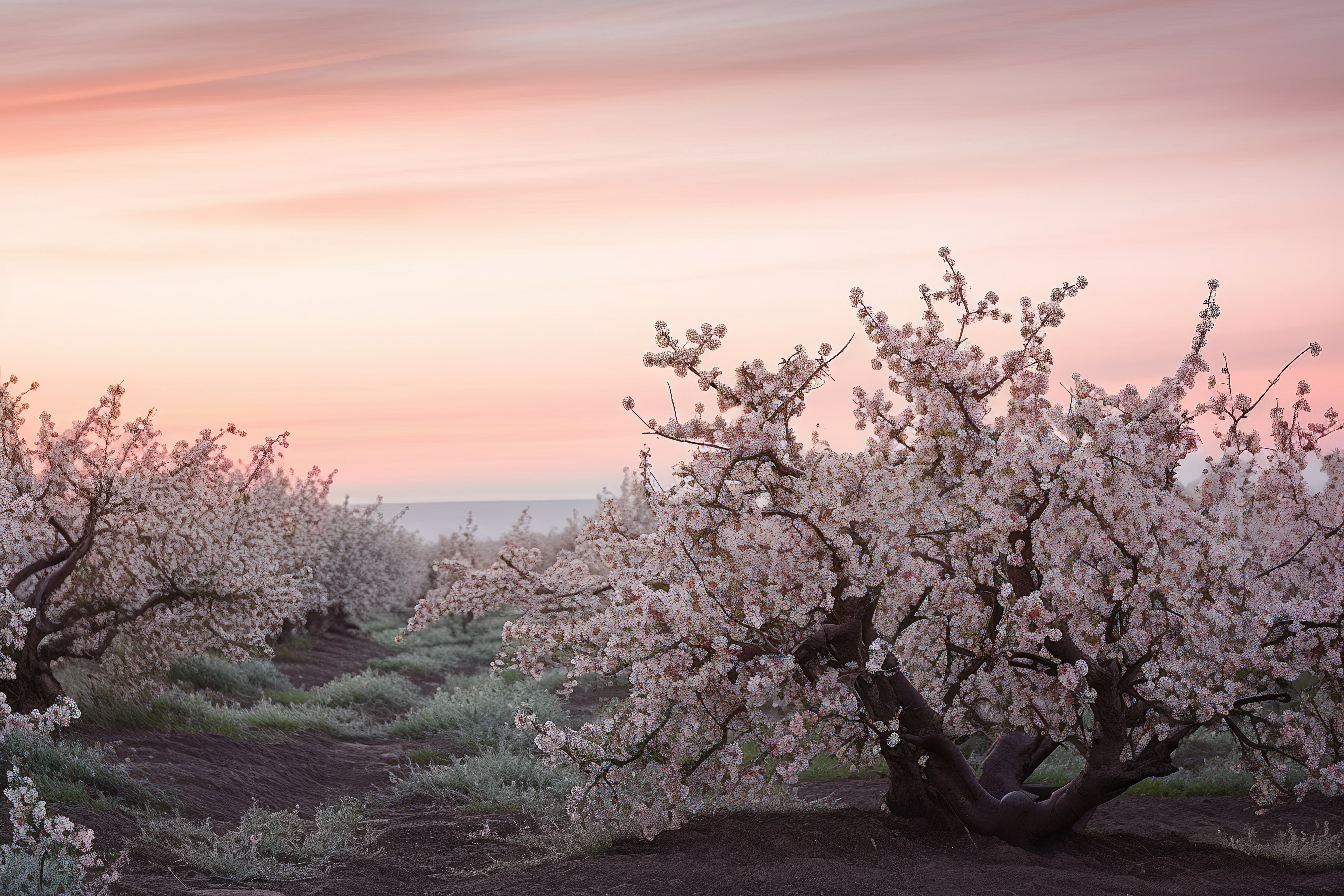 黄昏时俄勒冈州一个小镇附近一些苹果树的照片图片