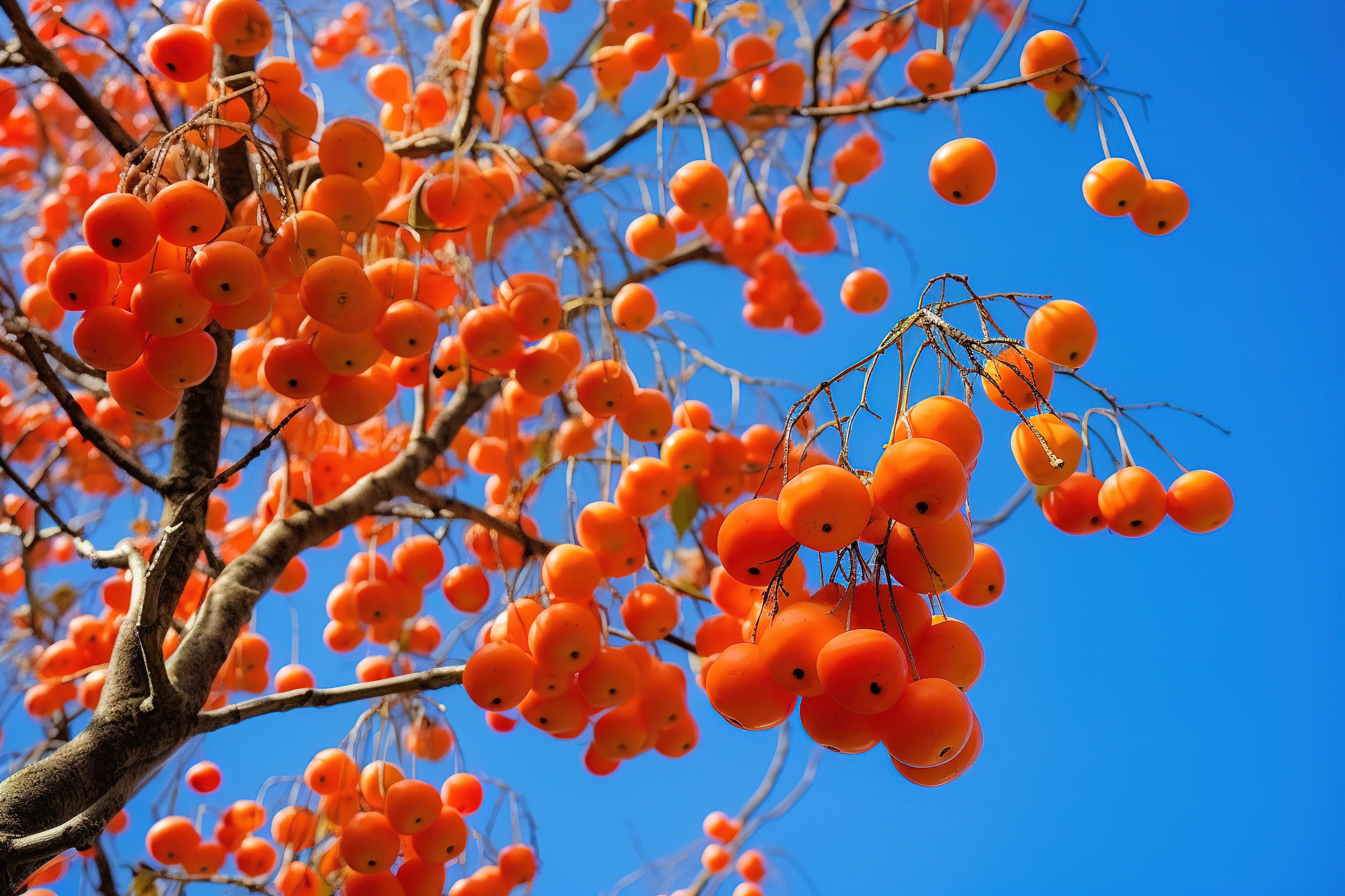 橙色浆果从树上掉下来，映衬在蓝天上图片