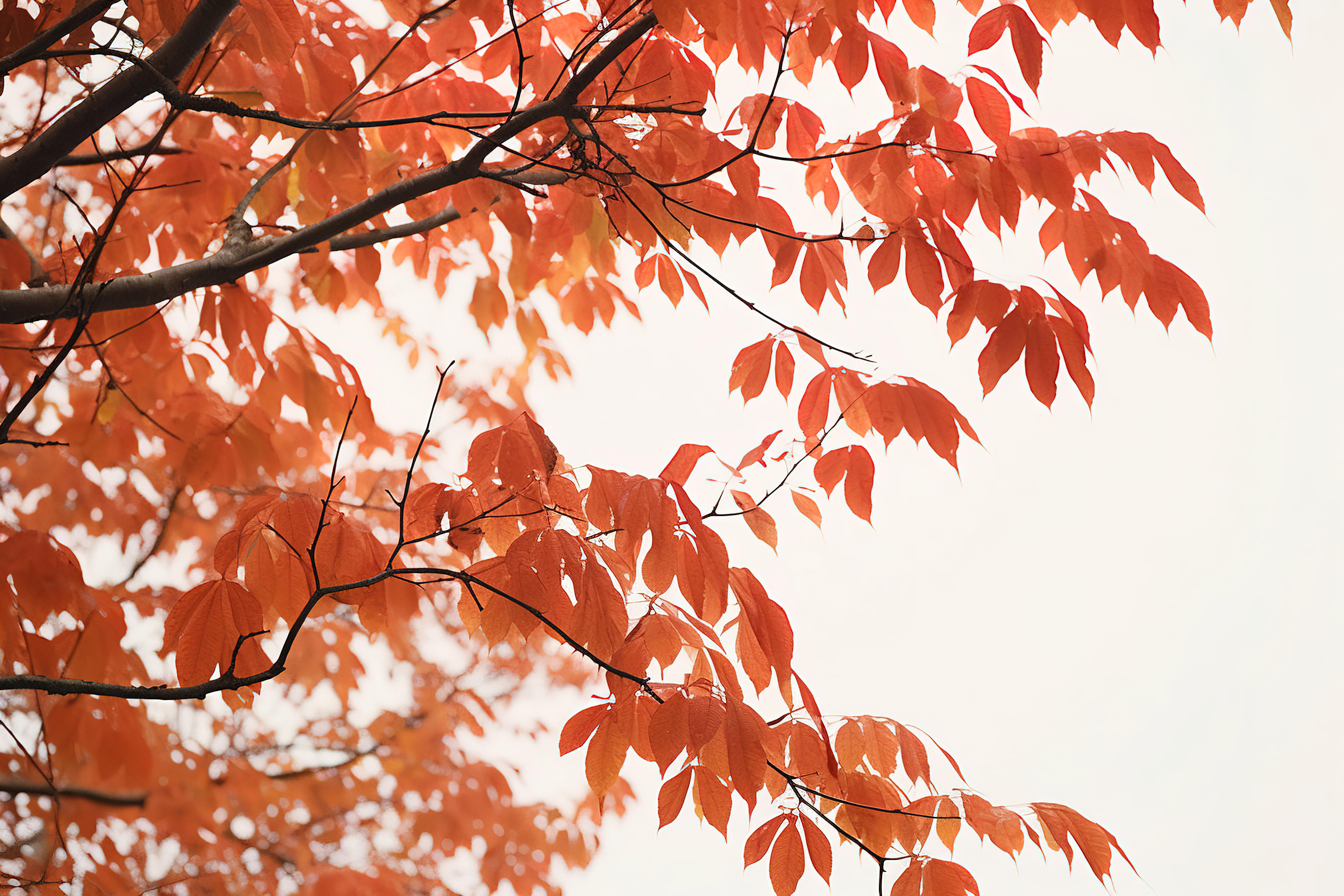 公园绿地树枝上的秋黄叶图片