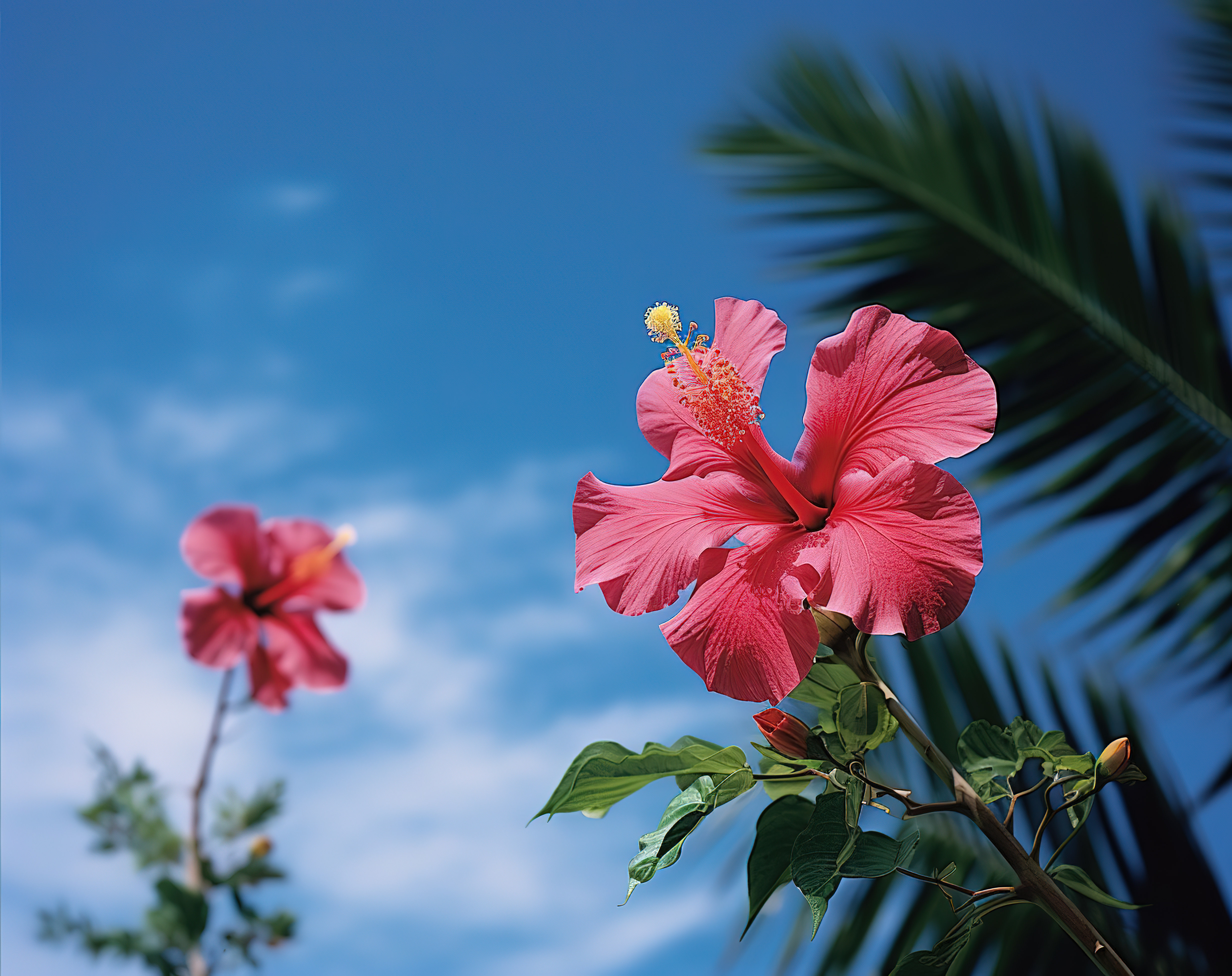 芙蓉花盛开，背景是棕榈树图片