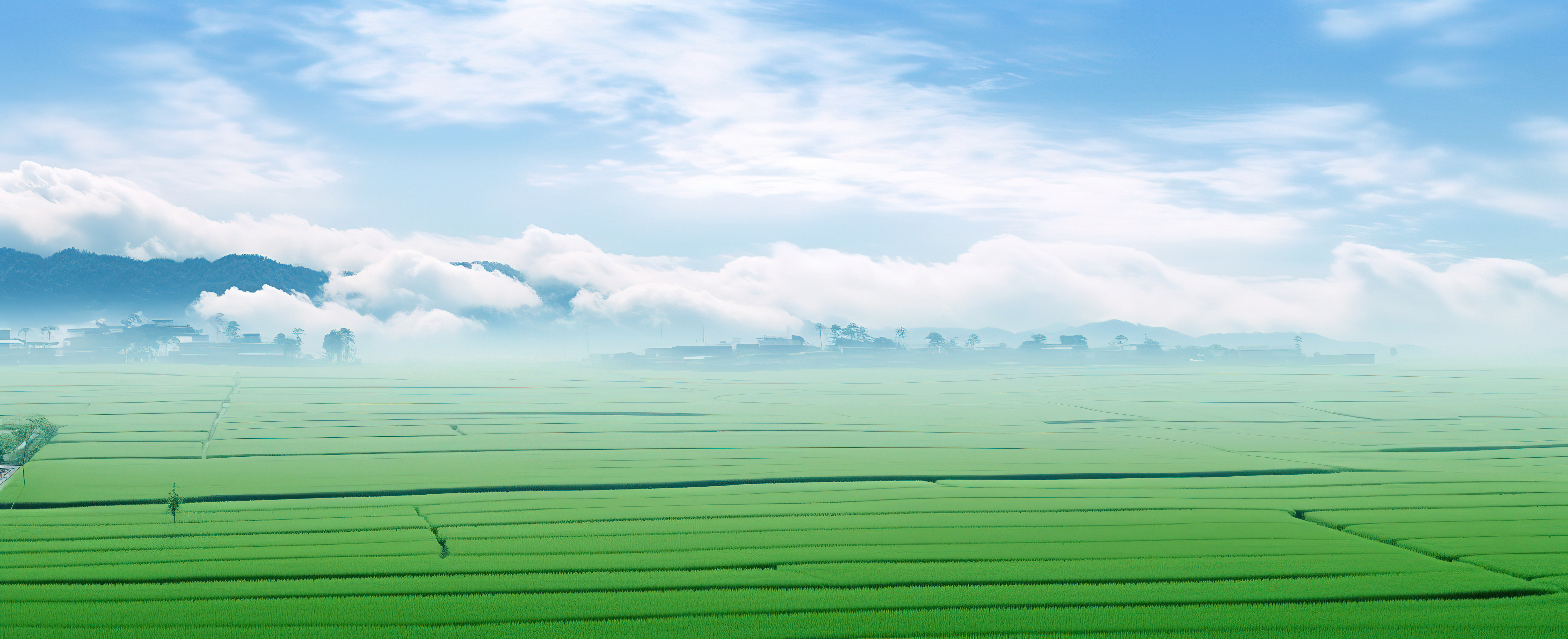 从空中看到一片绿色的稻田图片