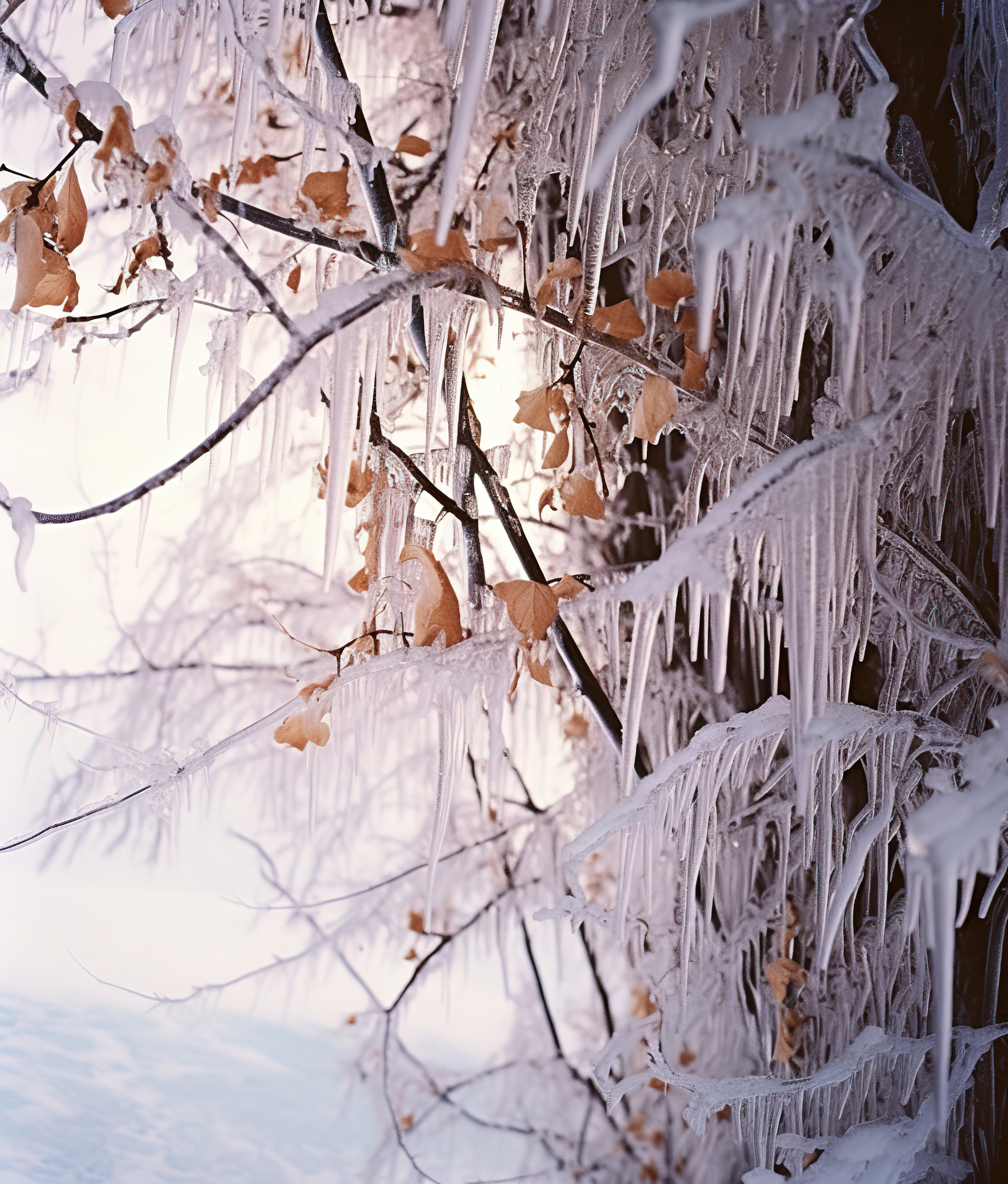 冰雪覆盖的树木和树枝的图片图片