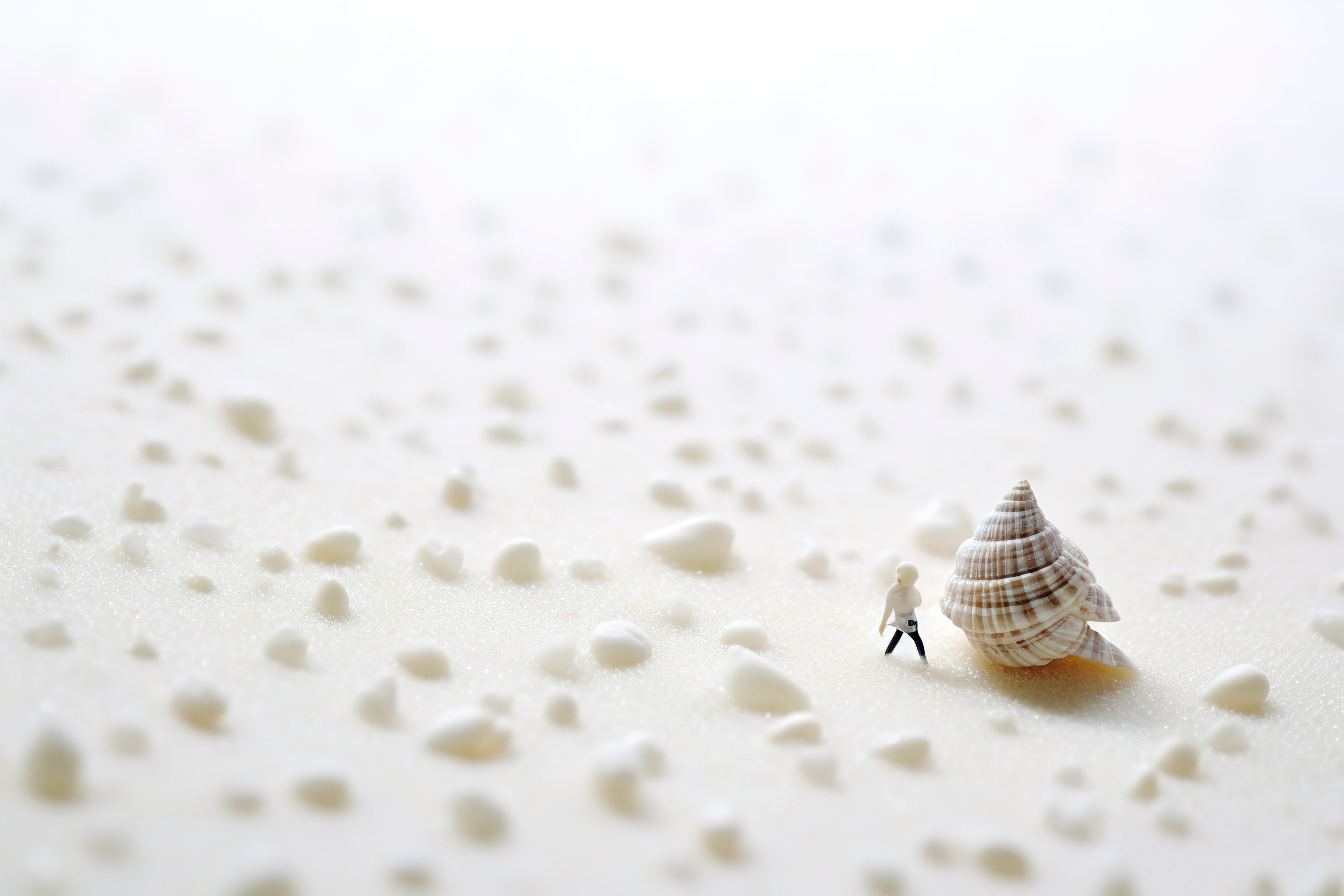 白色背景的白纸上的小贝壳图片
