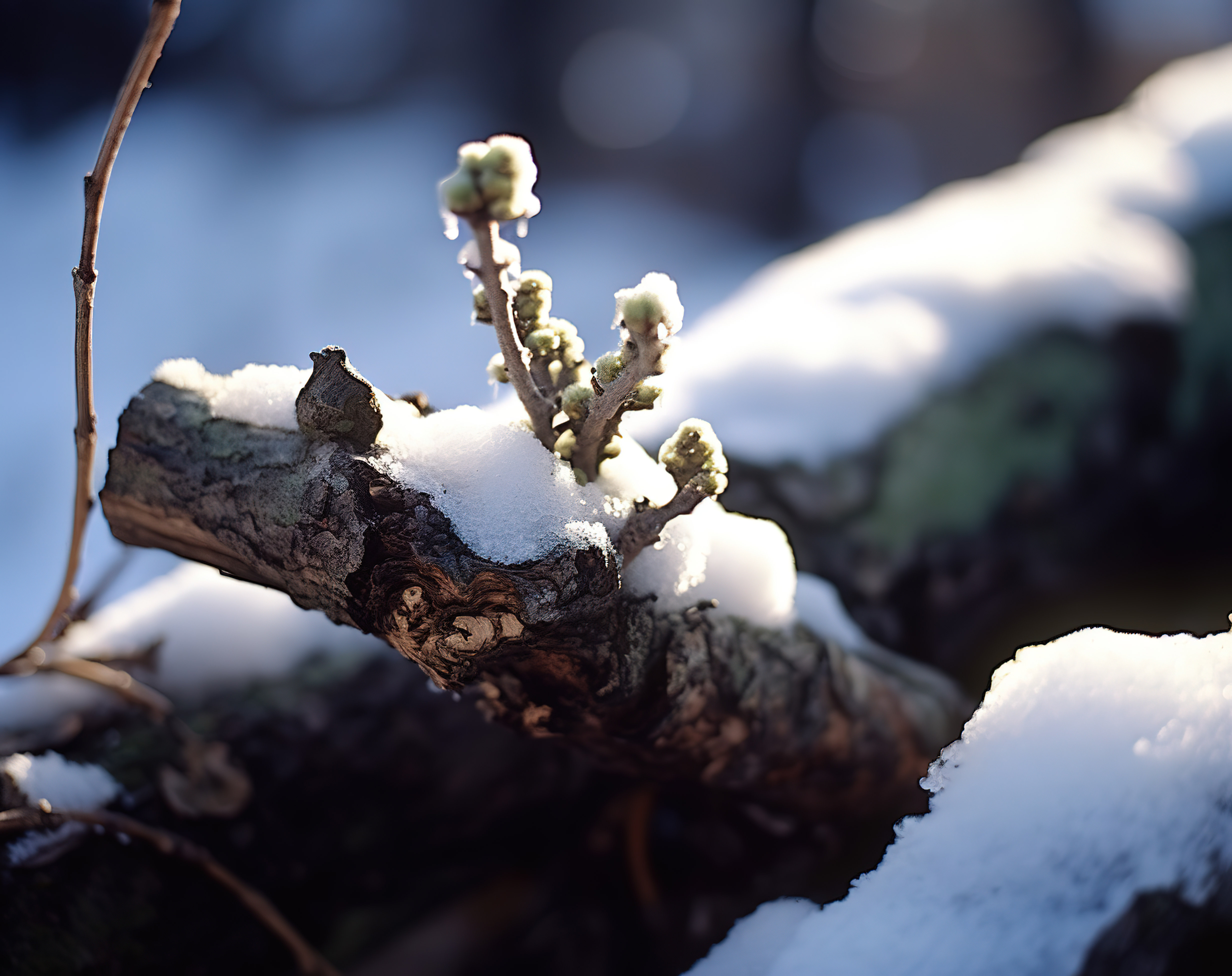 一根积雪覆盖的小树枝，后面反射着光图片