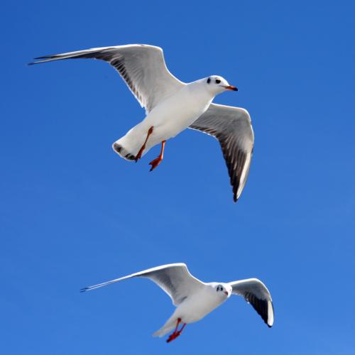 海浪的声音和海鸥的叫声格式:wav00:12下载音乐远处有掌声响起的声音