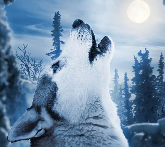 夜里呼唤狼同伴的叫声音效