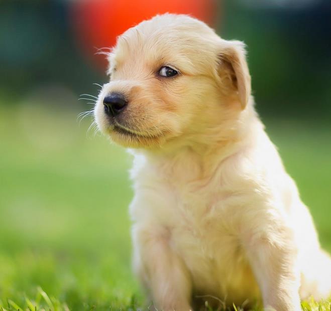 两只小奶狗打架时的吼叫音效声音音效素材-千库网