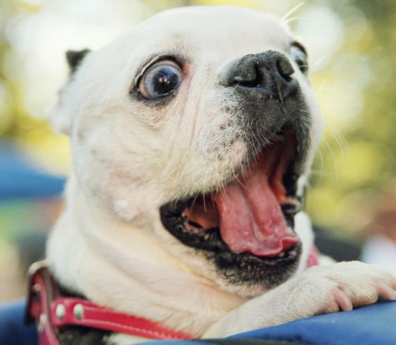 一只小狗在遇到威胁时的嘶吼声音效格式:wav00:01下载音乐动物狗狗