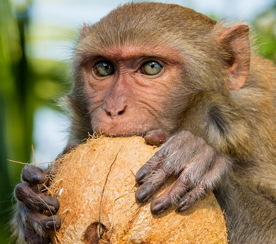 猴子刺耳的尖叫声音效