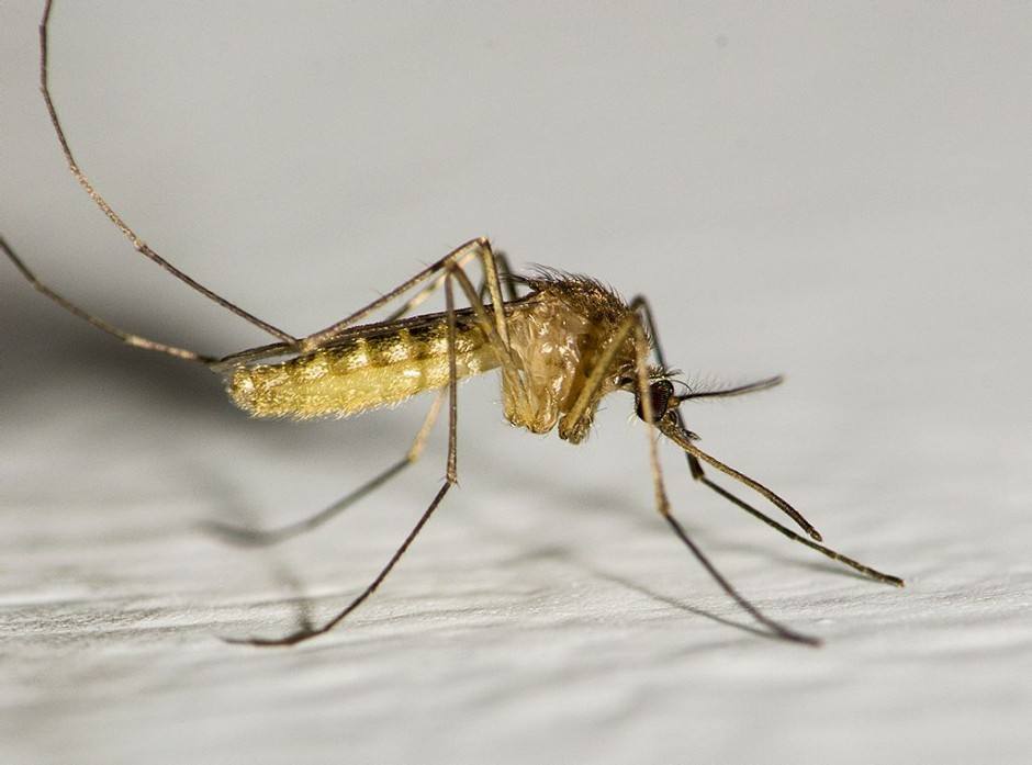 蚊子的嗡嗡叫音效