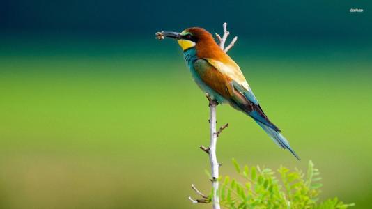 像狗叫一样的鸟叫声声音音效素材-千库网