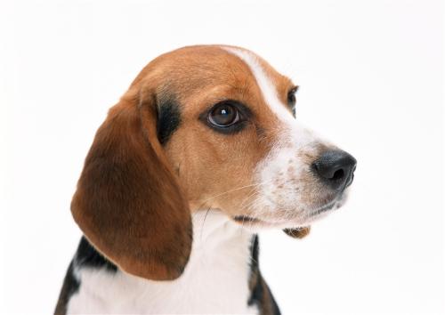 小狗哀嚎狗叫音效