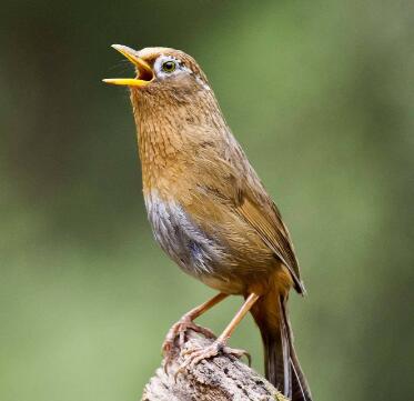 鸟在树枝上欢快的鸣叫声音音效素材-千库网