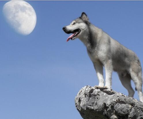 寒夜里一只独狼的哀嚎声音效