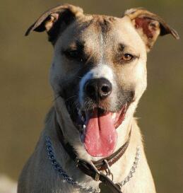 门前大狼狗的叫声音效