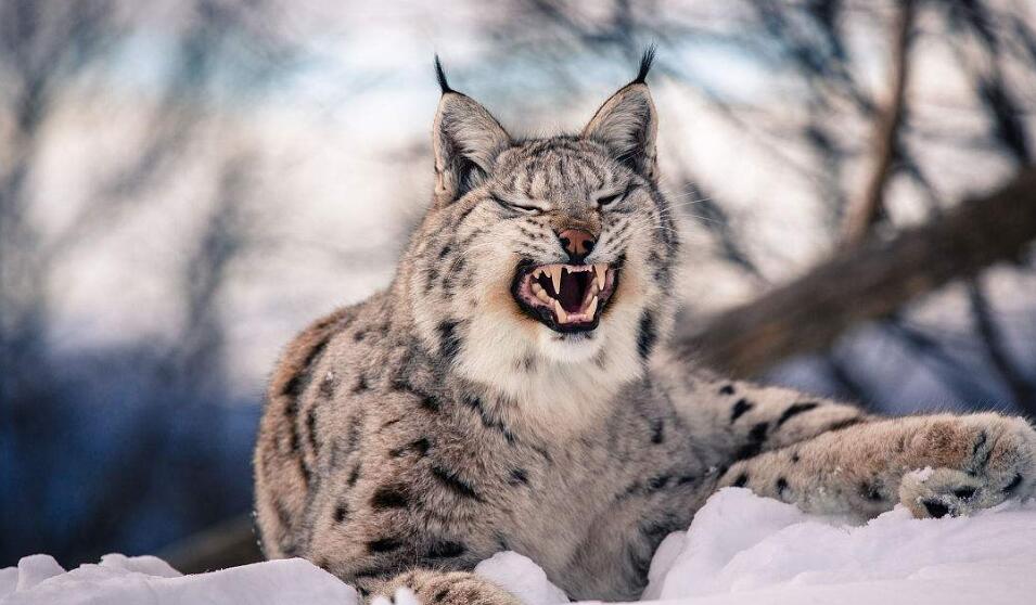 狮子咆哮声音乐音效