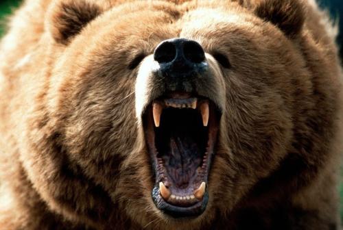 熊发怒时的声音音效