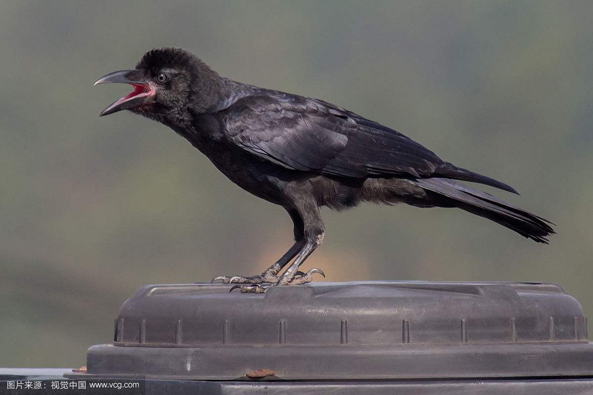 傍晚乌鸦叫声音效