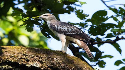 凤头鹰雕叫声的音效
