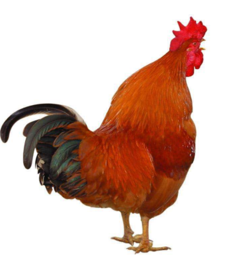 2400:00公鸡逗趣像笑一样的叫声音效00:1300:00若干只公鸡鸡叫声音