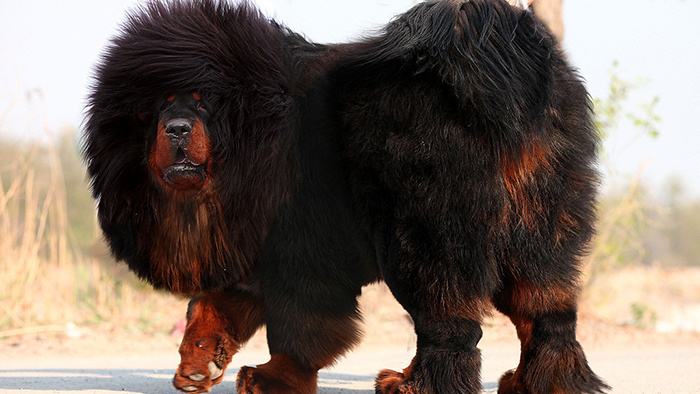 凶狠的狗叫声音效