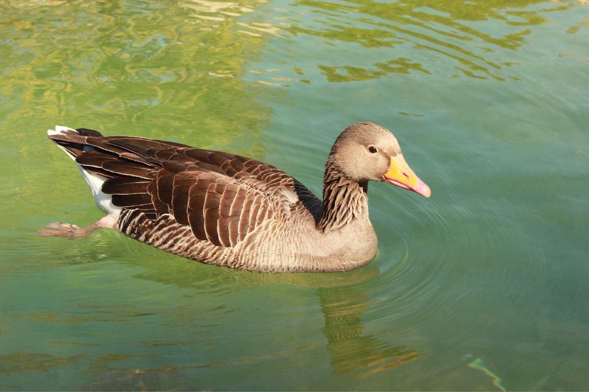 鸭子的叫喊声音效00:0000:09鸭子叫的声音音效00:0000:21一群鸭子在