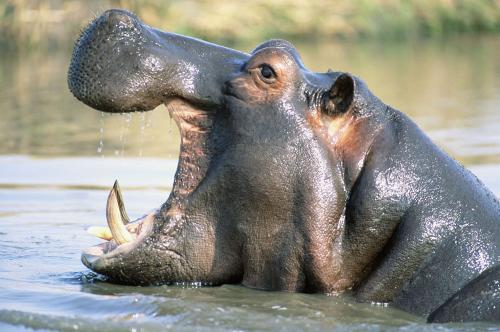 野生河马叫声音效声音音效素材-千库网