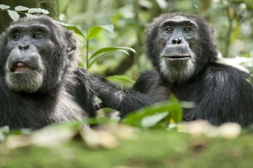 黑猩猩惊奇叫声音效声音音效素材-千库网