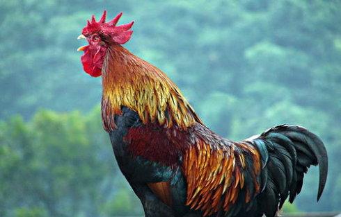 动物音效蛐蛐鸣叫声音效声音音效素材-千库网