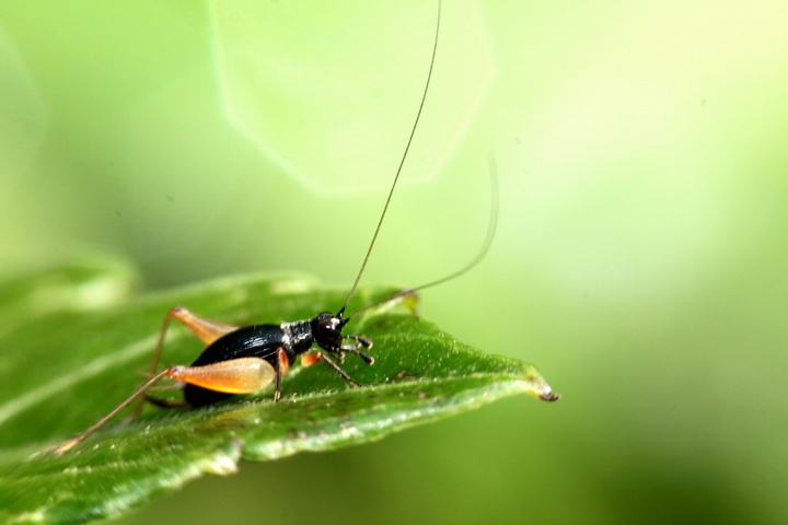 蟋蟀叫的声音音效