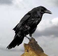 乌鸦呱呱呱啼鸣叫音效格式:wav00:03下载音乐食肉鸟鹰啼声音效格式