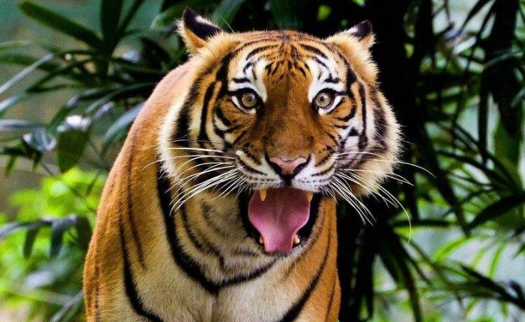 00:4300:00动物园老虎威严吼叫声音效00:0600:00动物园凶猛老虎叫音效