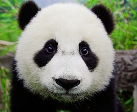 国宝熊猫叫声音效