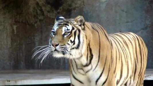 老虎吼叫时的声音音效